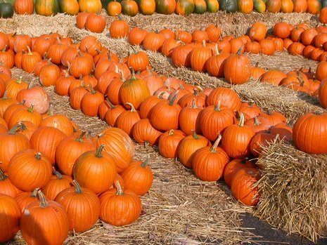 pumpkins for sale in October at roadside stand (Roanoke County)