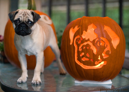 A pug standing next to a pumpkin with a pug carving.