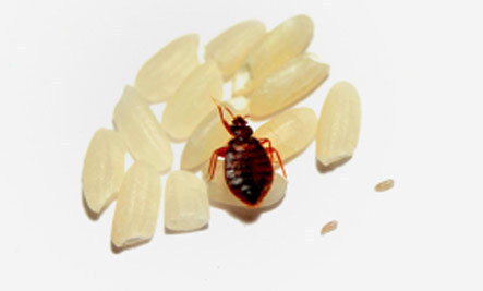 A bed bug crawling over granules of some sort.