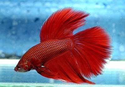 Red color fish fin her wings and tail in water.