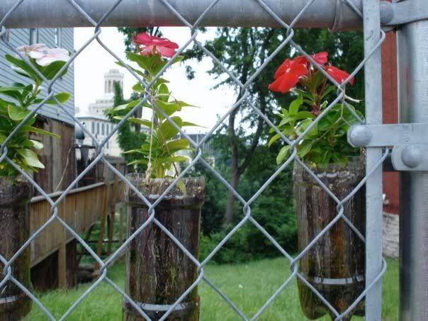 Flowers set up on the other side of a chain link fence.