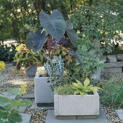 Two stone planters filled with large leaved plants outdoor in a garden.
