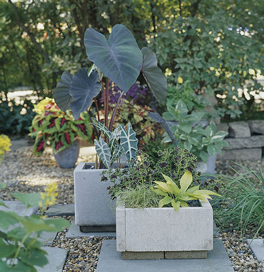Two stone planters filled with large leaved plants outdoor in a garden.