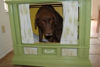 A brown lab sitting in a geen dog house.