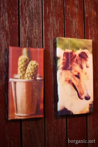 Wood panel wall with two photography art projects hanging-one of a Collie and the other a bucket.