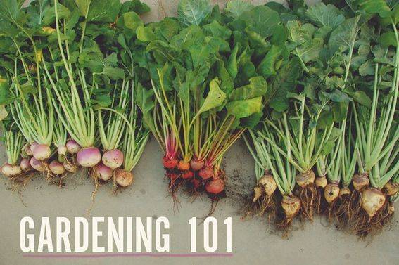 gardening 101