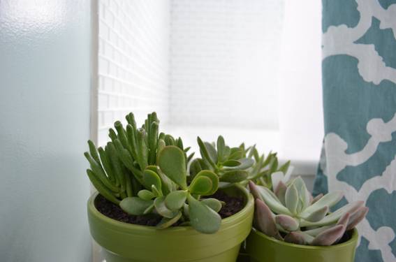 Detail of bathroom with plants
