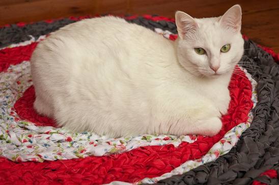 White cat lounging on a red, white, and grey round rug.
