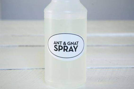 Ant & Gnat Spray Close Up