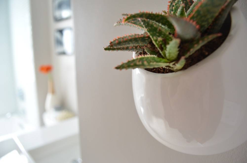 An aloe plant is hanging in a white ceramic planter inside a brightly lit room.