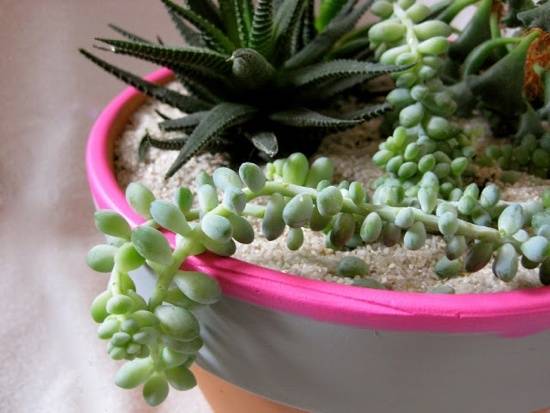 A plant pot has different varieties of succulents and other desert plants.