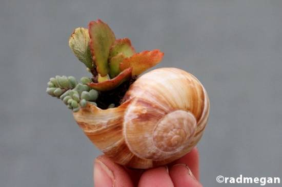 A shell with plants growing out of it.