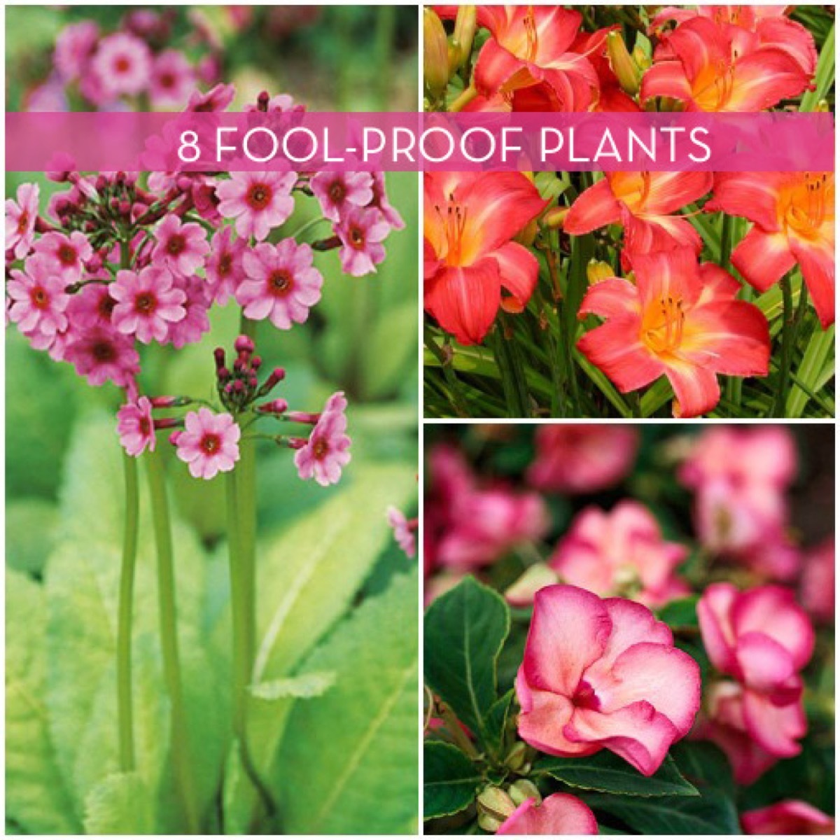 8 Low Maintenance Plants for the Busy Gardener