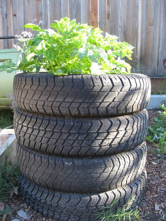 Potatoe Tire Garden