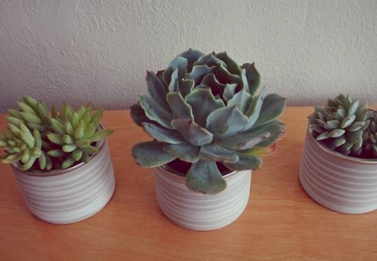 Three pots with succulents growing in them.