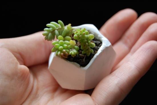 A tiny white glazed plant pot holds a small succulent plant.