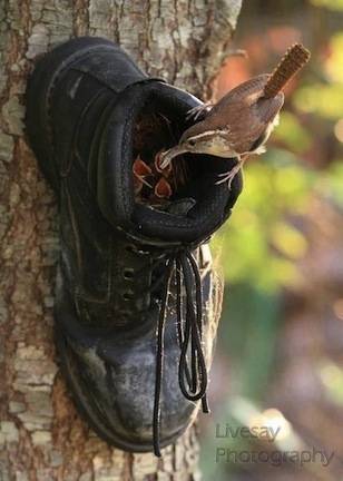 A black shoe stuck to a tree trunk with a bird perched on its rim.