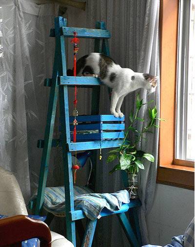 A cat climbs on a blue ladder shelf.
