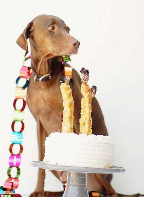 A tan dog sitting with a paper ring leach next to a white cake on a grey cake plate with three dog bones sticking out of it.