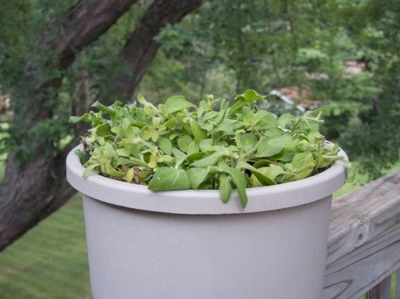A round, deep planter contains a low-growing plant.