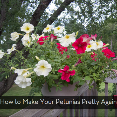 A flower bench with white and red flowers sitting on the edge of a railing.