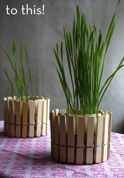 Plant pots made up of clothes pins.
