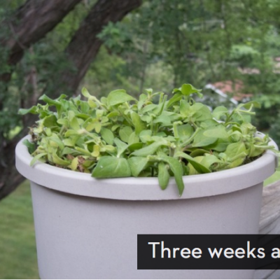 Leafy green plants are growing in a round container outside.