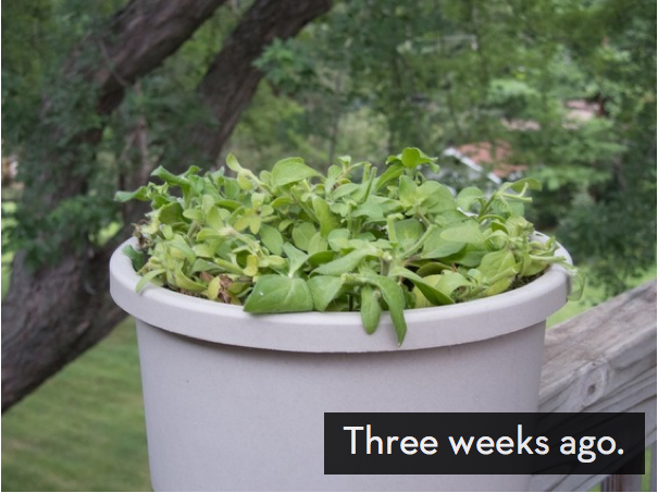 Leafy green plants are growing in a round container outside.