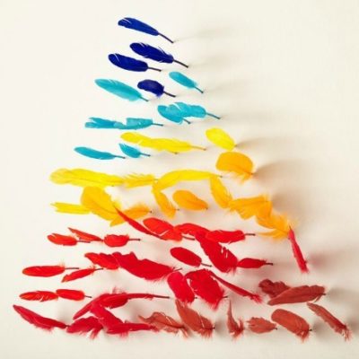A colorful collection of feathers attached to the wall.