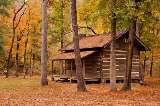 A small log cabin sits in the woods surrounded by tall, mature trees.