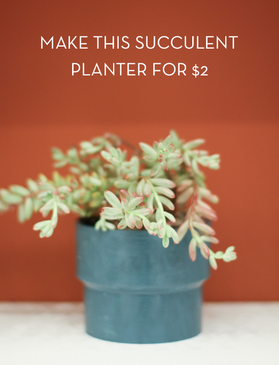 Succulent in a blue planter near a terracotta colored wall.