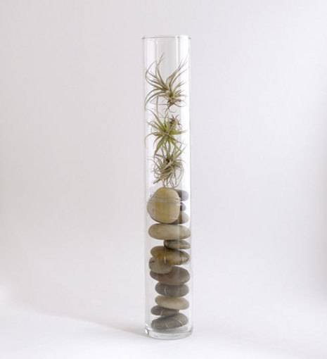 Upright glass tube holding spider-like air plants above a stack of river rocks.
