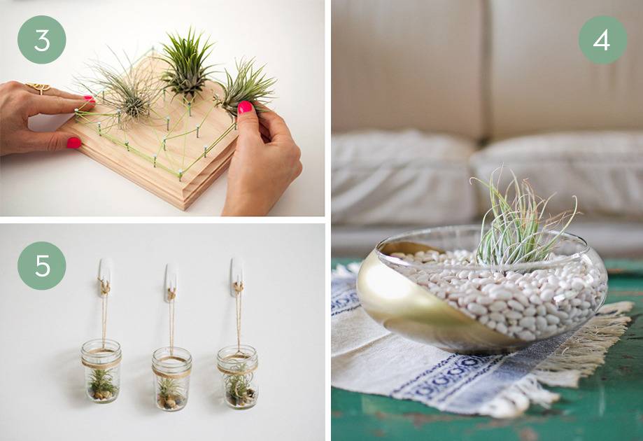 Three creative ways to display air plants.