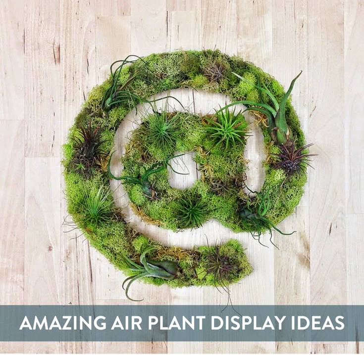 10 Stylish Ways To Display Air Plants
