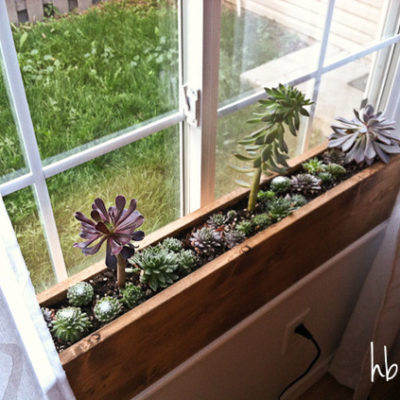 A windowsill box with growing succulents.