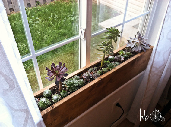 A windowsill box with growing succulents.