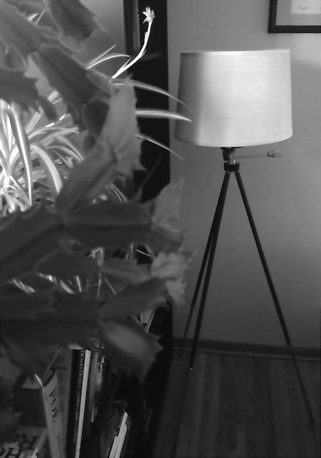 A dark shady area shows a lamp next to a plant.