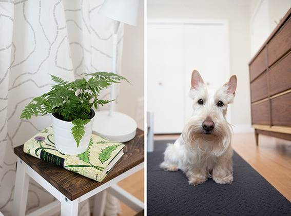 A split screen shows a white dog & plant on a table.