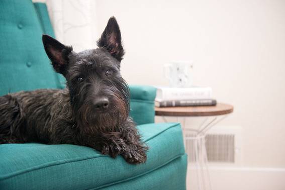 A shaggy black dog sits on a blue couch.