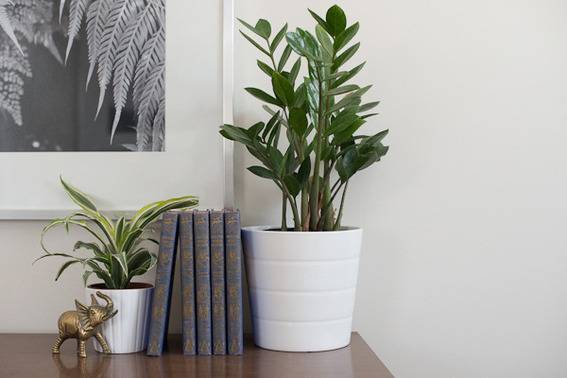 Five books sit on a surface between two potted plants.