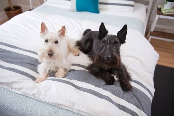 A white and black dog lay on the end of a bed.