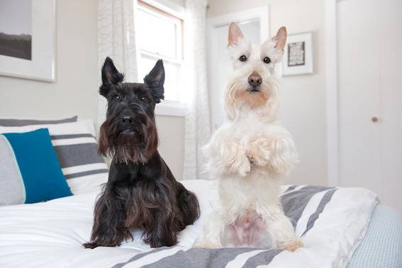 A black and white dog pose next two each other on a bed.