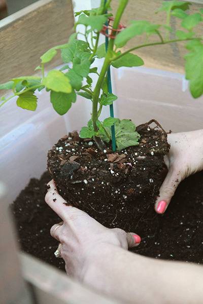 Planting Tomatos