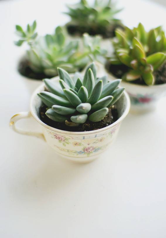 Indoor plants in tea cups.
