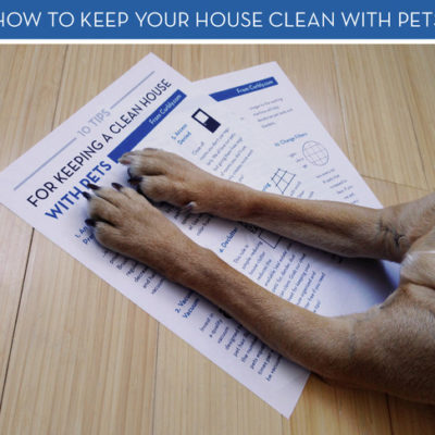 A large dog laying down has his paws on paper on how to keep your house clean if you have pets.