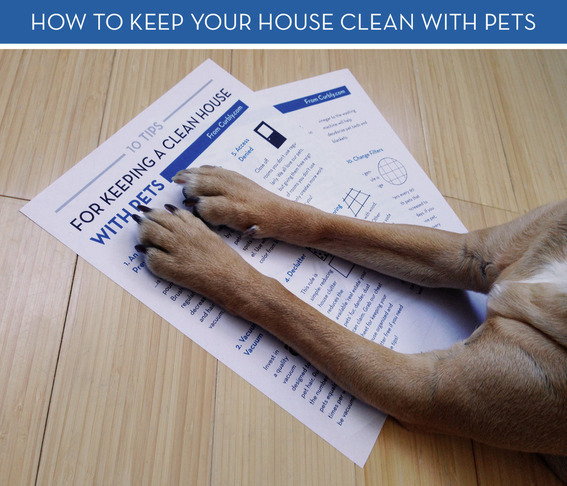 A large dog laying down has his paws on paper on how to keep your house clean if you have pets.