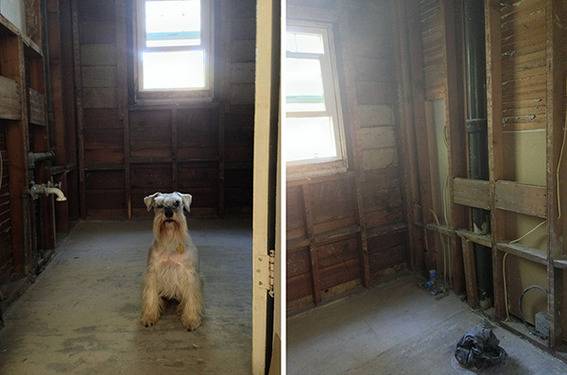 "Wooden empty storeroom with dog."