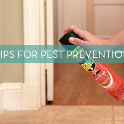 "Pest Control Spray is Sprayed to Protect the house and Doors"