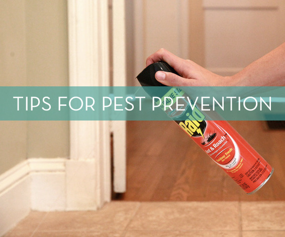 "Pest Control Spray is Sprayed to Protect the house and Doors"