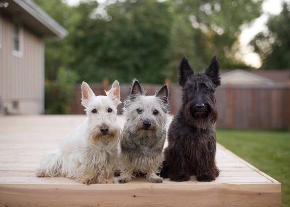 A white, gray and black dog sit together on a deck outside.